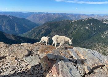 Mountain goats atop Scotchman Peak
