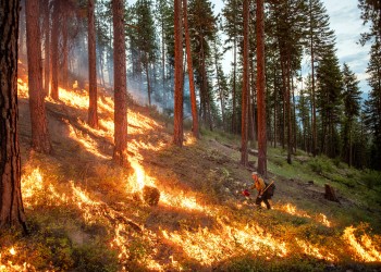 A wildland firefighter with a drip torch in a burning forest