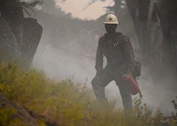 A firefighter stands in some green vegetation amongst large tree trunks and smoke from a wildfire. He is carrying a drip torch.