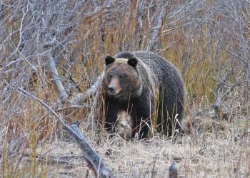 Grizzly Bear in the center of the photo walking along brush