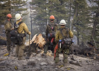 Firefighters looking up at tree