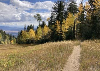 Trail on Sandia Ranger District