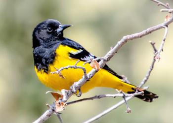 Yellow bird with a black head