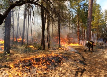 A firefighter uses a tool next to a line of fire in the grass under short trees.