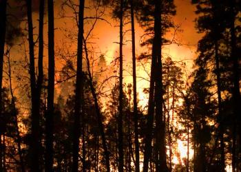Huge fire burning at night behind silhouettes of tall pine trees.