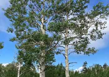 Aspen trees with clouds in background