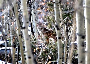 A bobcat is visible through aspen trees