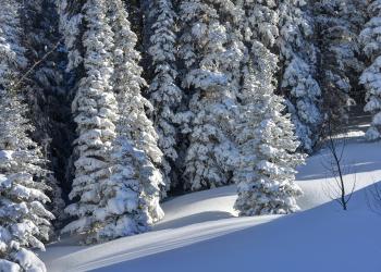 Spirit Springs showing pine trees covered in snow in wintertime on the Richfield Ranger District