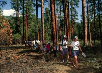 People hiking on trail through tall trees.