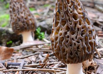 two morel mushrooms on forest floor