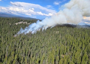 Smoke in trees