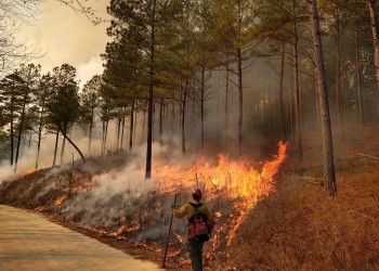 Wildland firefighter walks along side of road lighting brush on fire in a ditch area with trees nearby.
