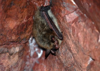 Bat