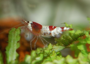 Shrimp