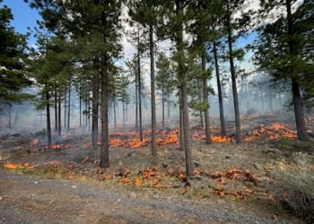 Fire burning through underbrush around pine trees