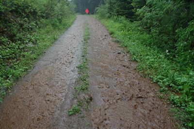 sediment on a forest road