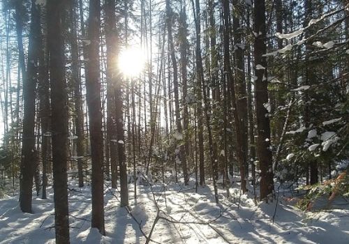 sun shining through snow covered forest