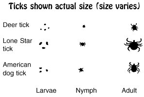 Tick Size Chart