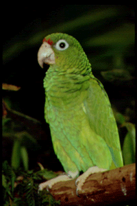 Photo of Puerto Rican Parrot