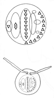 Shell gorget designs