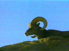 Bighorn Sheep