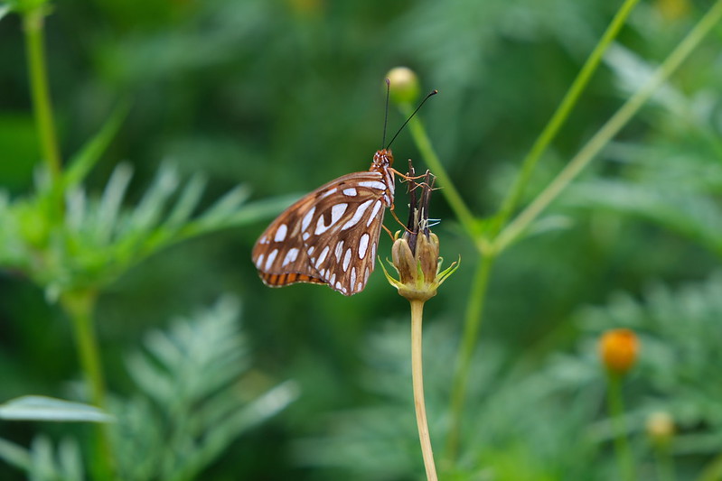 A closeup image of a butterfly