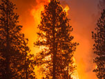Image of a forest fire.