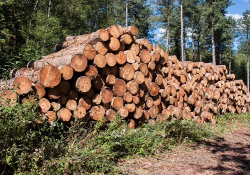 Stack of firewood