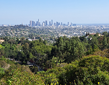 Forest looking out on Los Angeles downtown buildings.