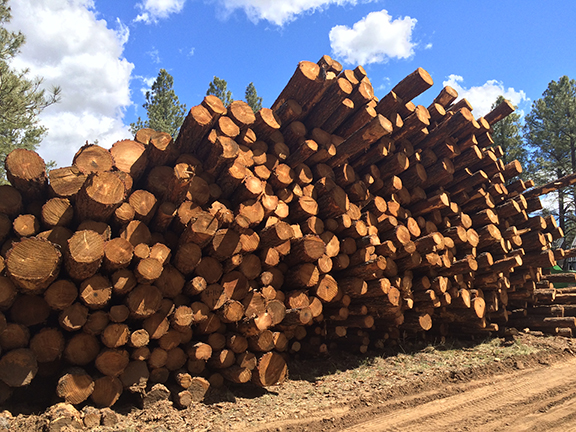 picture of stacked logs from thinning project