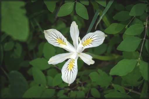 Rujada Campground Flower