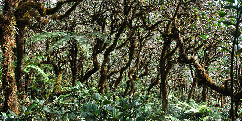 1/3 Short stunted trees covered in mosses and epiphytes.