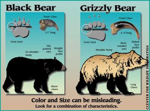 Types of Bears - Bears (U.S. National Park Service)