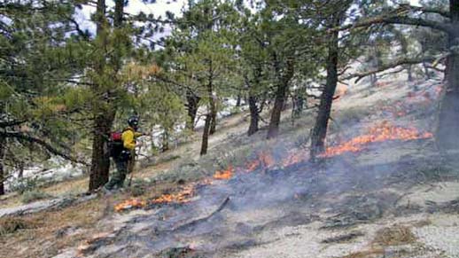 Wildland firefighter stands on a hill in the forest near ground fire.