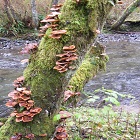 Click for a larger version of the image. Armillaria mushrooms on alder.