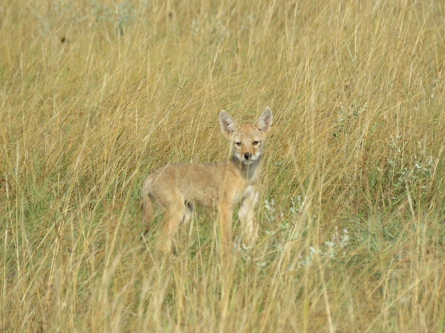 For Kids: Wildlife of South Dakota