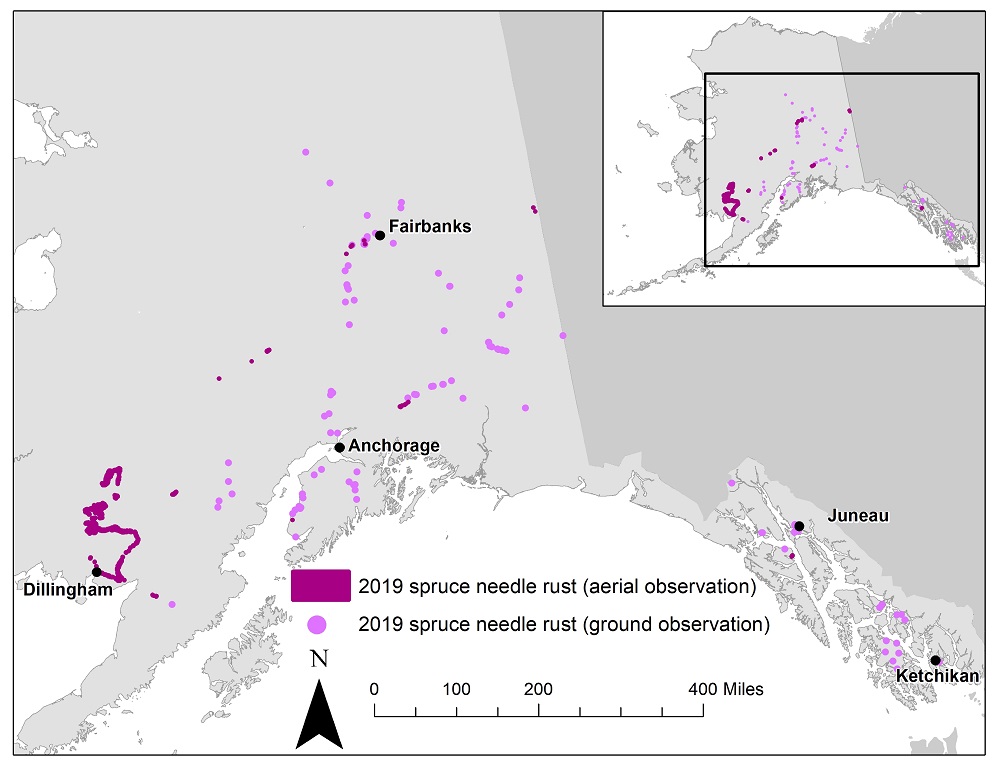 Spruce needle rust observations in 2019.