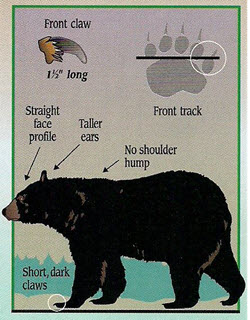 Black bear guide: how to identify, where to find them and what to do if you  encounter one - Discover Wildlife