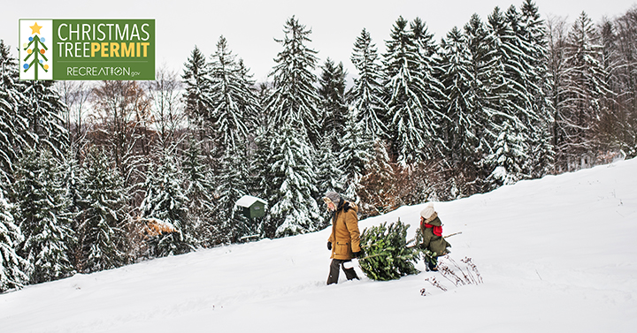 Photo of two people carrying a Christmas Tree.