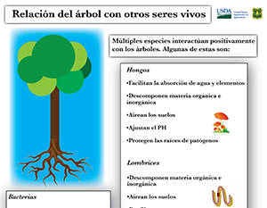 A photo of a digital tree and a factsheet