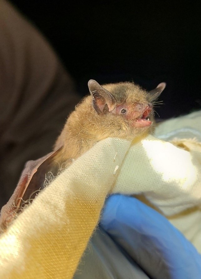 Indiana bat maternity colony