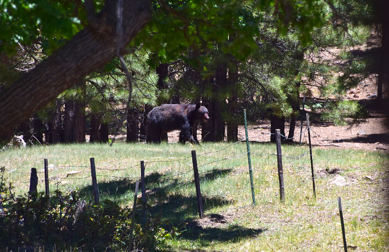 A black bear wanders through a campsite in the Coconino National Forest