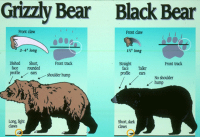 Black bear physical characteristics and tracks compared to that of a grizzly bear as described in the text of this section. The graphic title text reads 'Color and size can be misleading. Look for a combination of characteristics'.