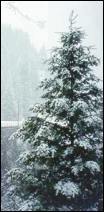 Fir in the snow
