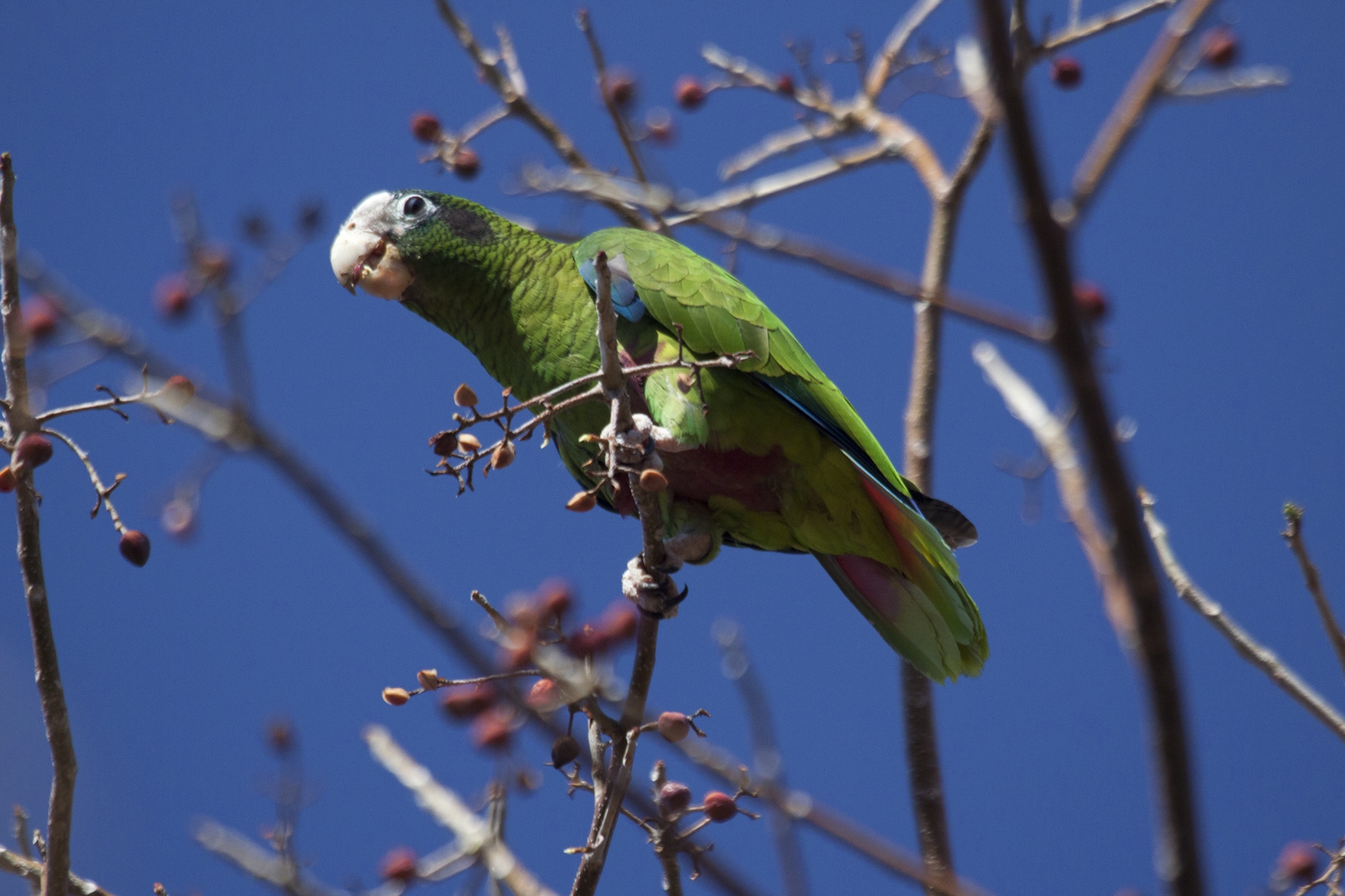 A puertorrican parrot
