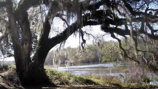 Forest Lake