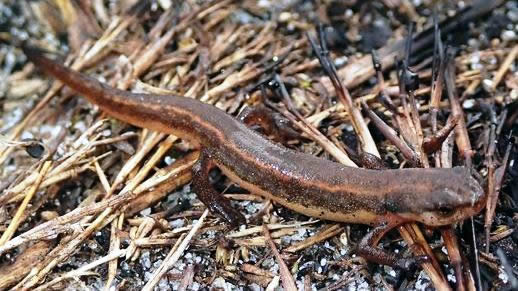 Western Striped Newt