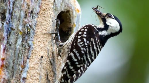 Red-cockaded Woodpecker