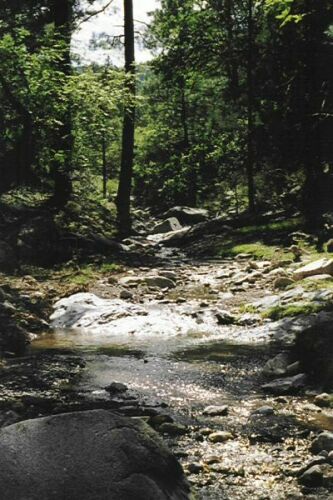 The trail follows the gentle flowing creek in Gallinas Canyon.
