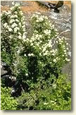 photo-syringa shrub growing in habitat